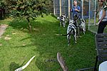 zu Besuch bei den Deutschen Doggen vom K&uuml;hlen Grunde