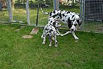 Xari und Mephisto 