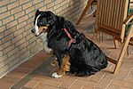 die Berner Sennenh&uuml;ndin Liselotte