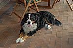 die Berner Sennenr&uuml;de Oskar
