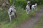 Viona, Mephisto und Xari 