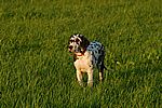 Xari im Sonnenuntergang 