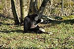 Wei&szlig;handgibbon - Lar Gibbon