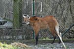 M&auml;hnenwolf (Steppenwolf) - Maned Wolf
