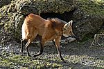 M&auml;hnenwolf (Steppenwolf) - Maned Wolf