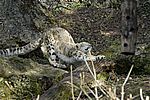Schneeleopard - Snow Leopard