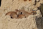 Zebramanguste - Banded Mongoose