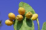 Kaktusfr&uuml;chte - Cactus Fruits