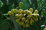 Kaktusfr&uuml;chte - Cactus Fruits